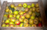 Jablka Kožaky 